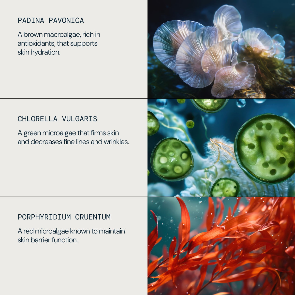 Pro-Collagen Rose Marine Cream