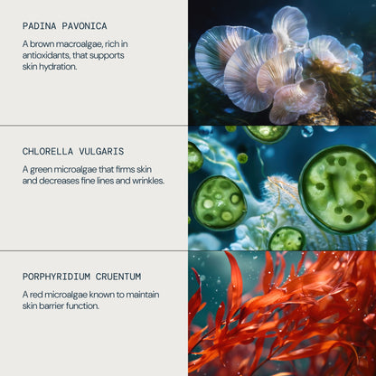 Pro-Collagen Rose Marine Cream