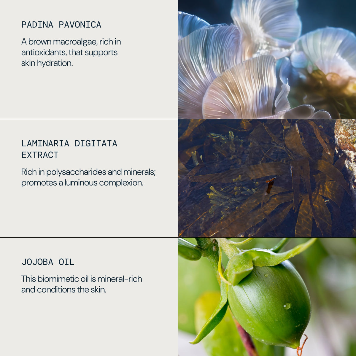 Pro-Collagen Rose Oil Blend