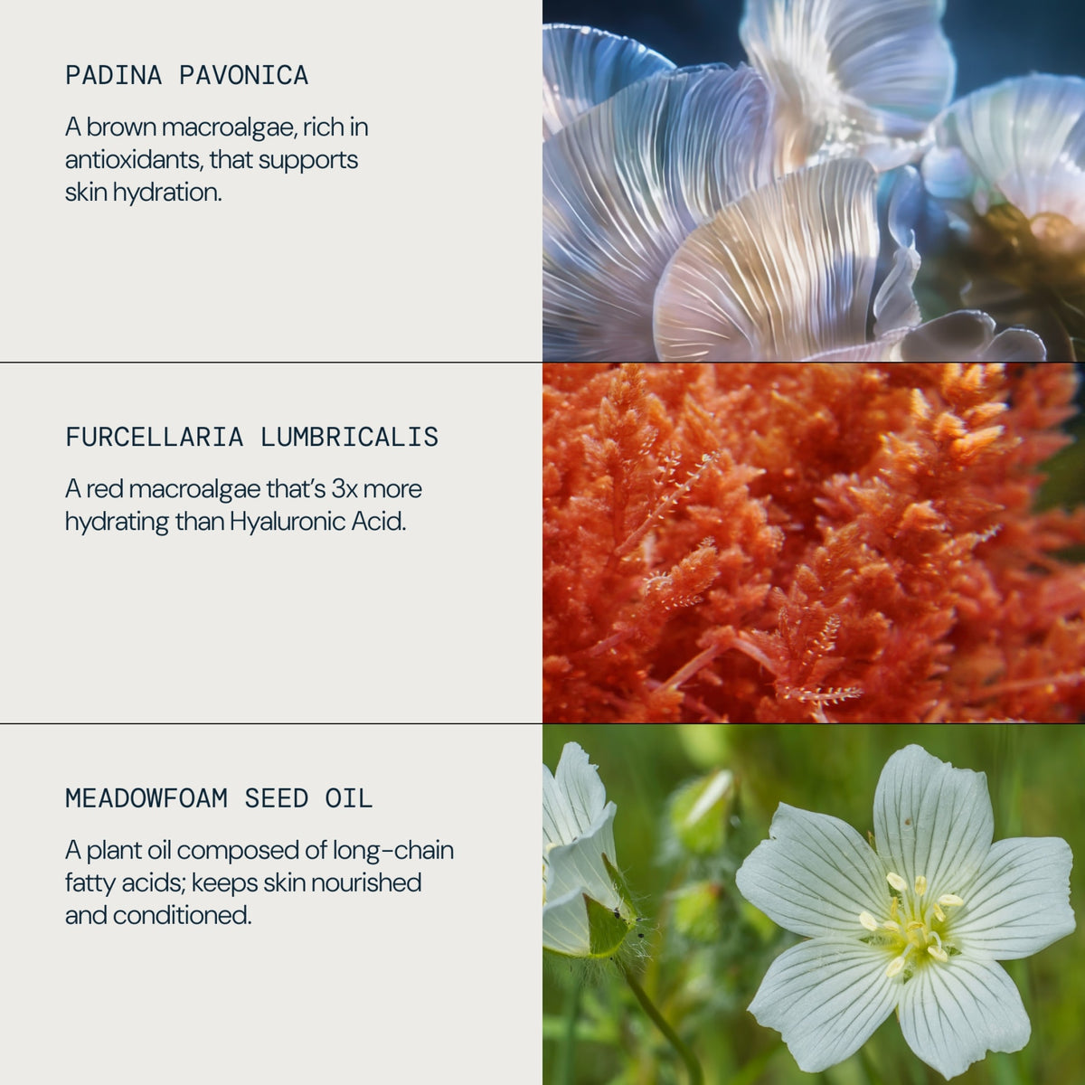 Pro-Collagen Rose Micro Serum