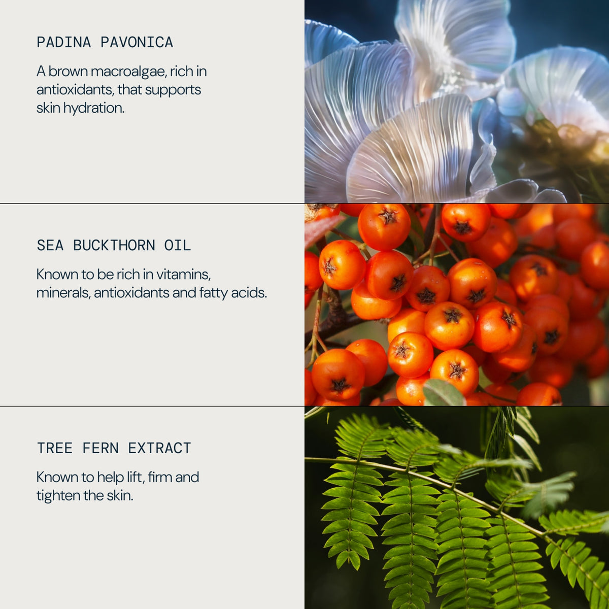 Pro-Collagen Neck & Decollete Balm
