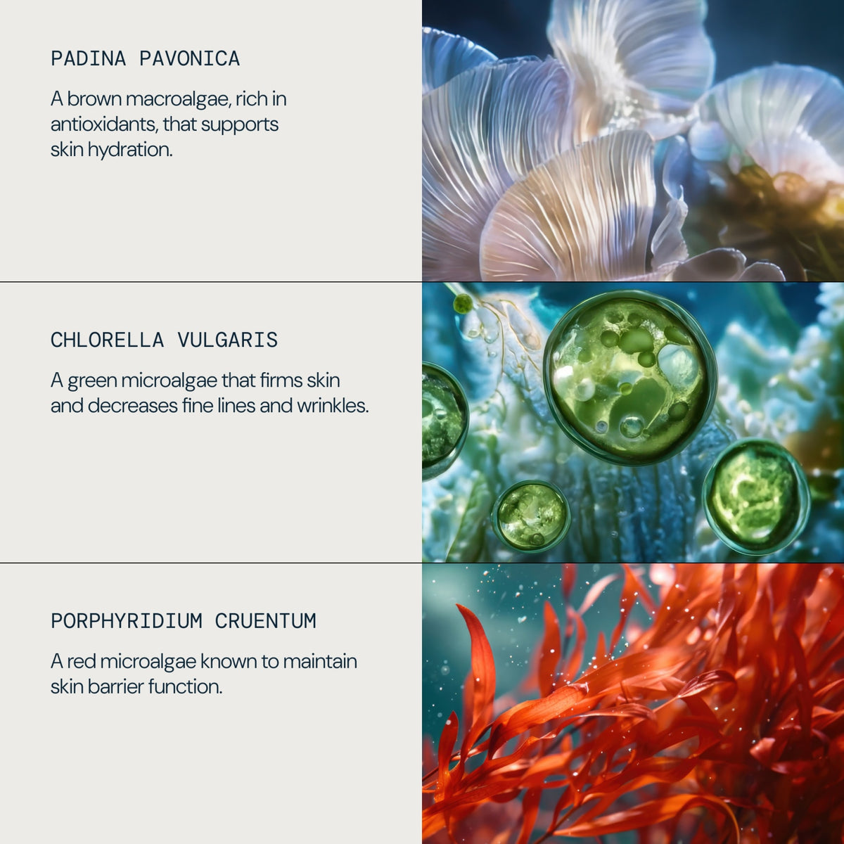 Pro-Collagen Marine Cream