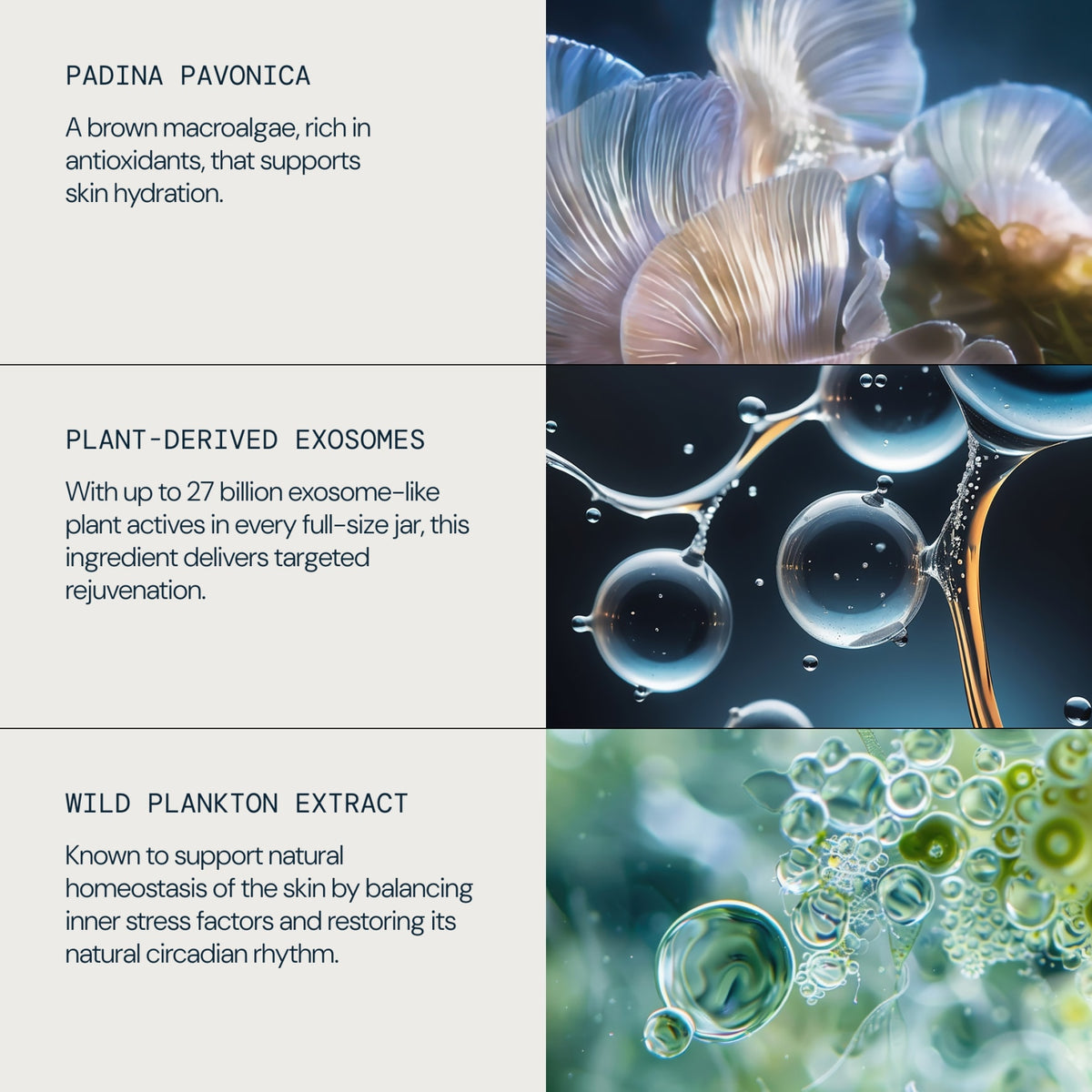 Pro-Collagen Overnight Matrix